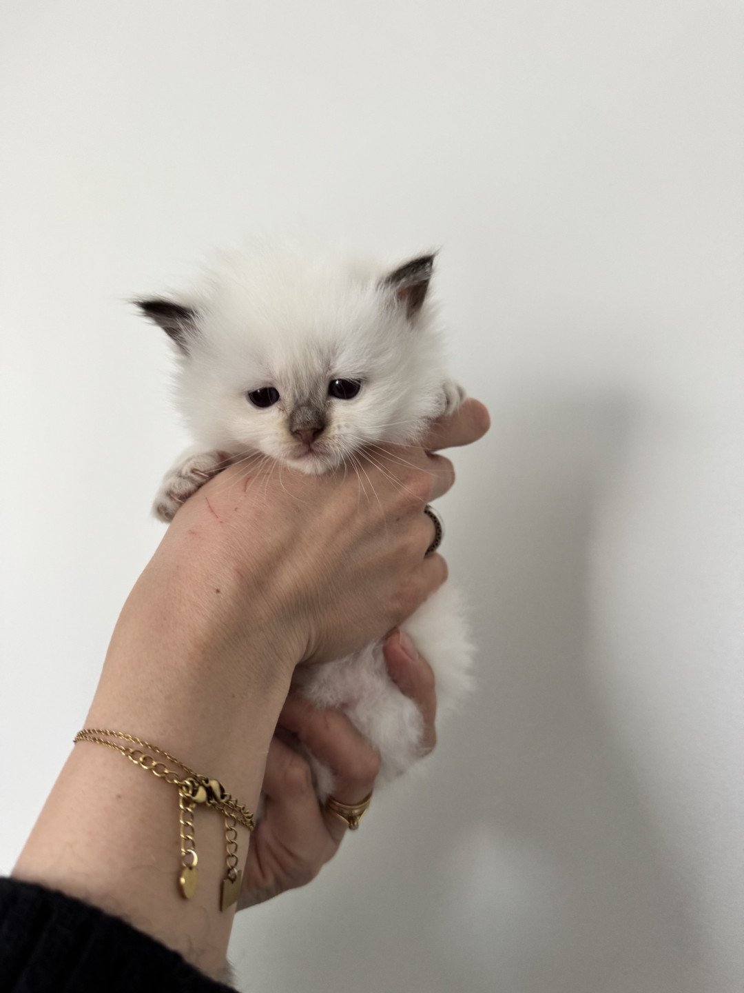 chaton Ragdoll chocolate point ALMOND La Chatterie de Clénatal