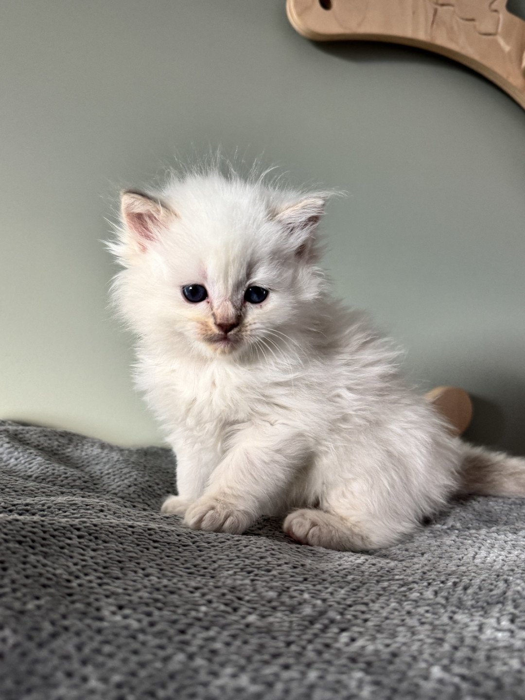 chaton Ragdoll lilac tabby point APOLLON La Chatterie de Clénatal