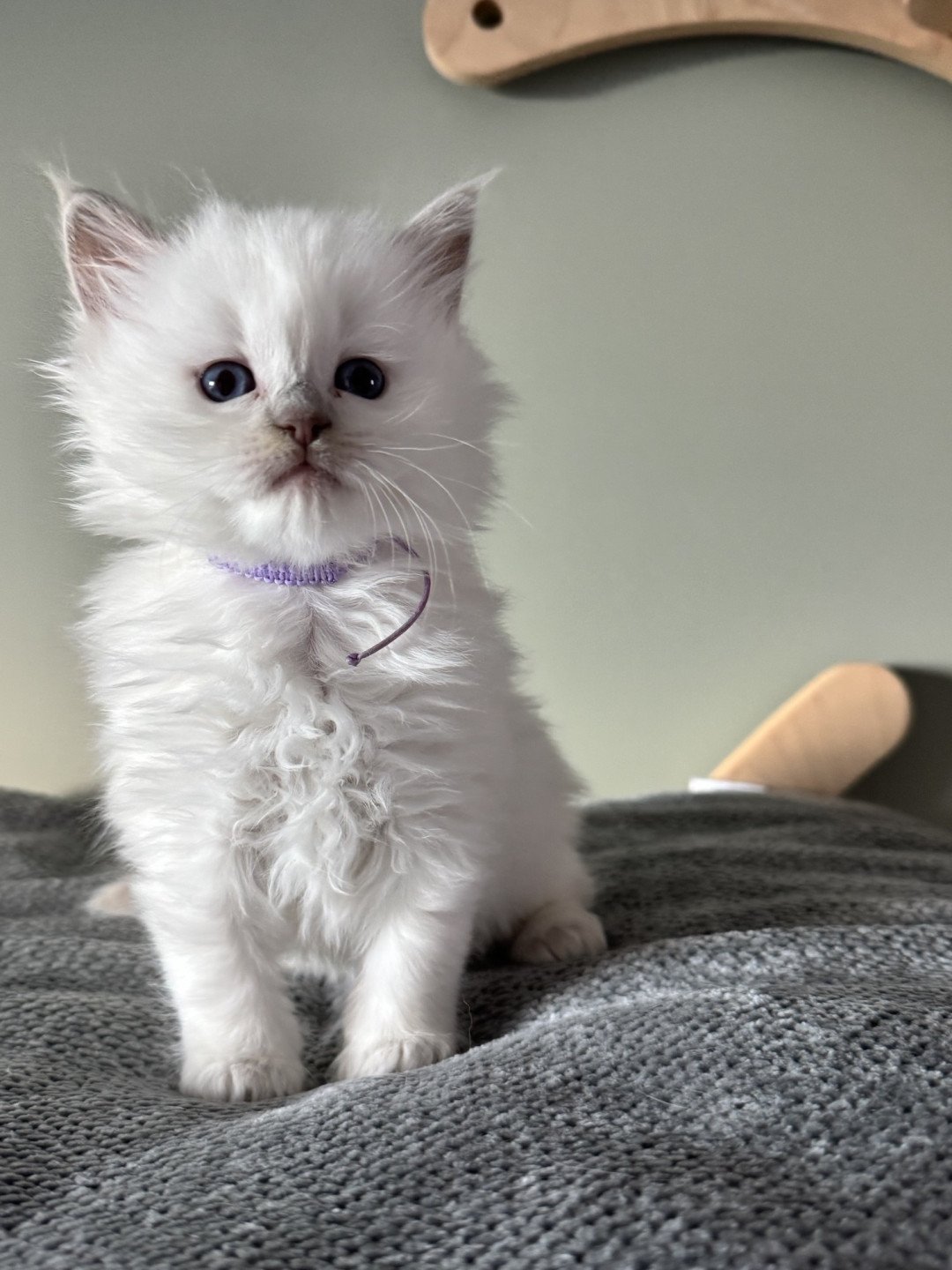 ALASKA ALMOND DE CLÉNATAL- RAGDOLL LILAC POINT porteuse de Cinamon