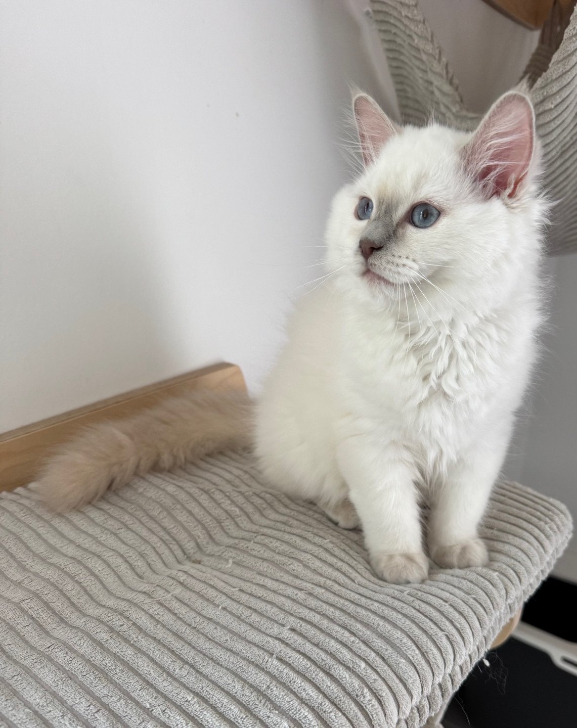 ALASKA ALMOND DE CLÉNATAL- RAGDOLL LILAC POINT porteuse de Cinamon