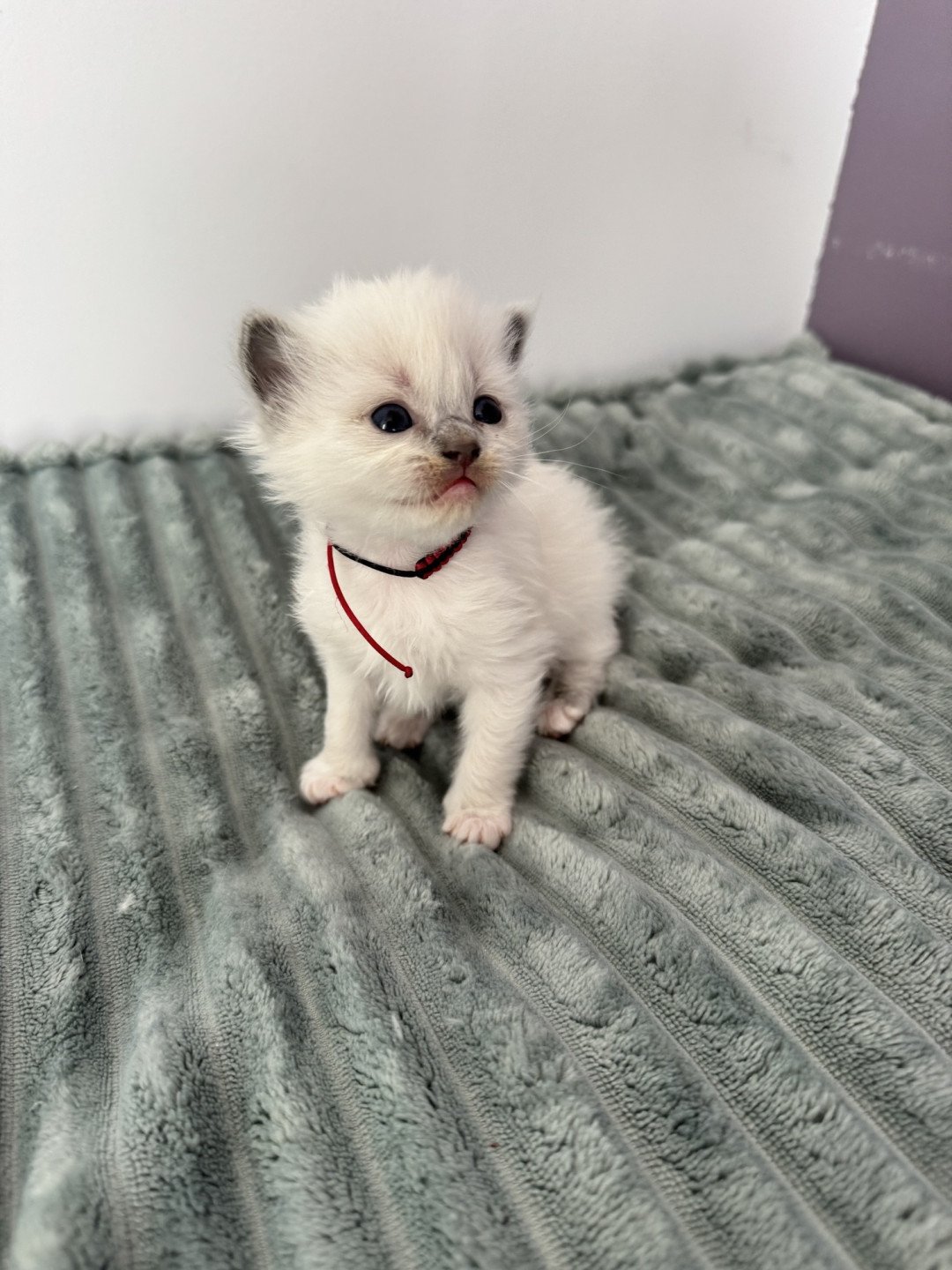 chaton Ragdoll blue point mitted AZUR La Chatterie de Clénatal
