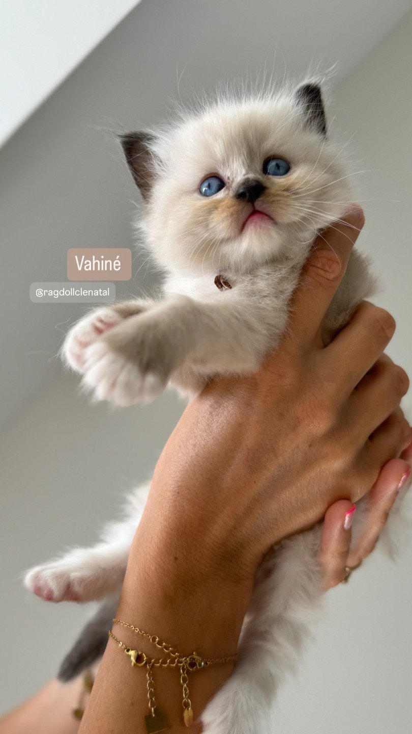 chaton Ragdoll seal point mitted VAHINÉ La Chatterie de Clénatal
