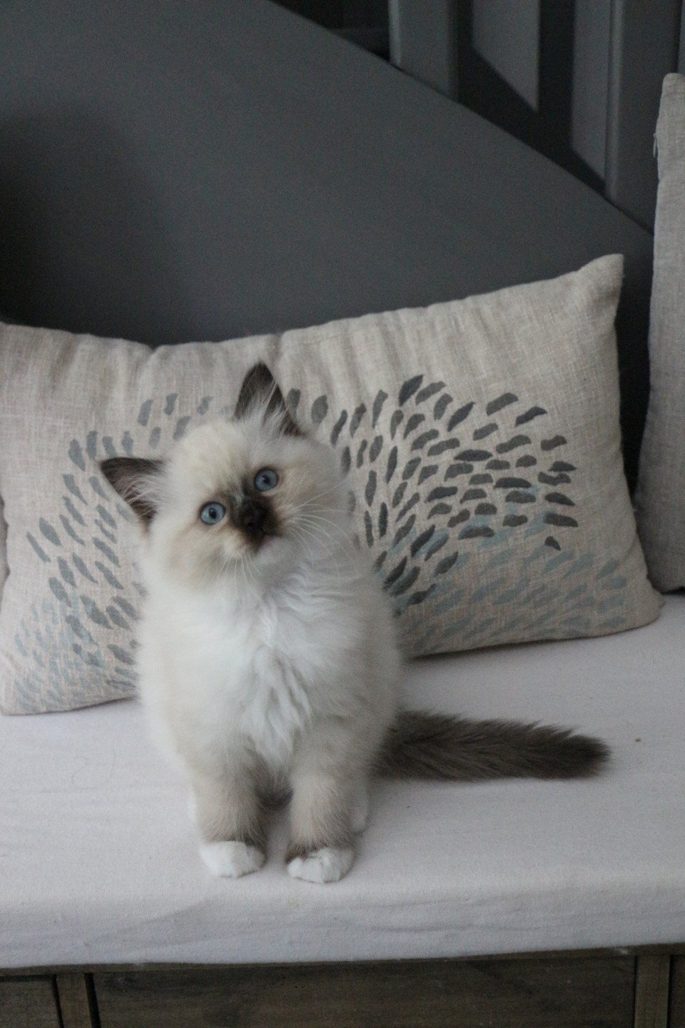 chaton Ragdoll seal point mitted VAHINÉ YRIS La Chatterie de Clénatal