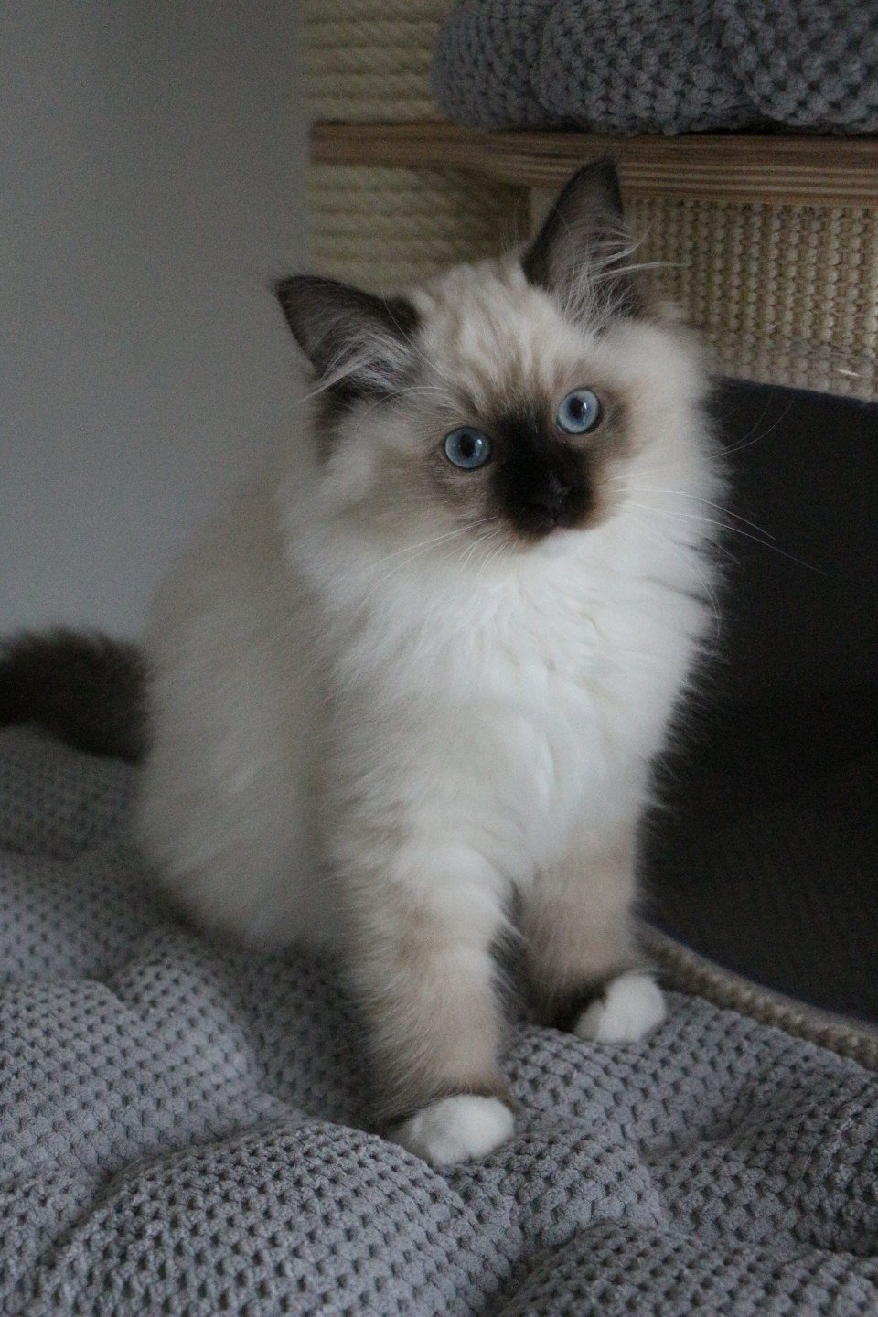 chaton Ragdoll seal point mitted VAHINÉ YRIS La Chatterie de Clénatal