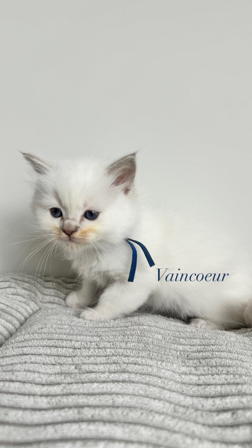 chaton Ragdoll lilac tabby point mitted Vaincoeur La Chatterie de Clénatal