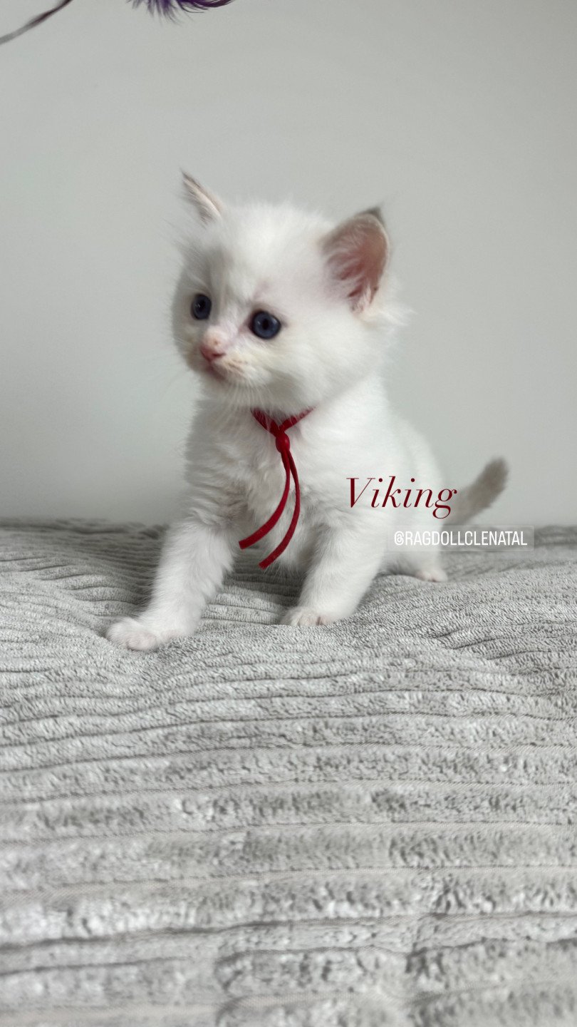 chaton Ragdoll lilac tabby point bicolor Viking La Chatterie de Clénatal