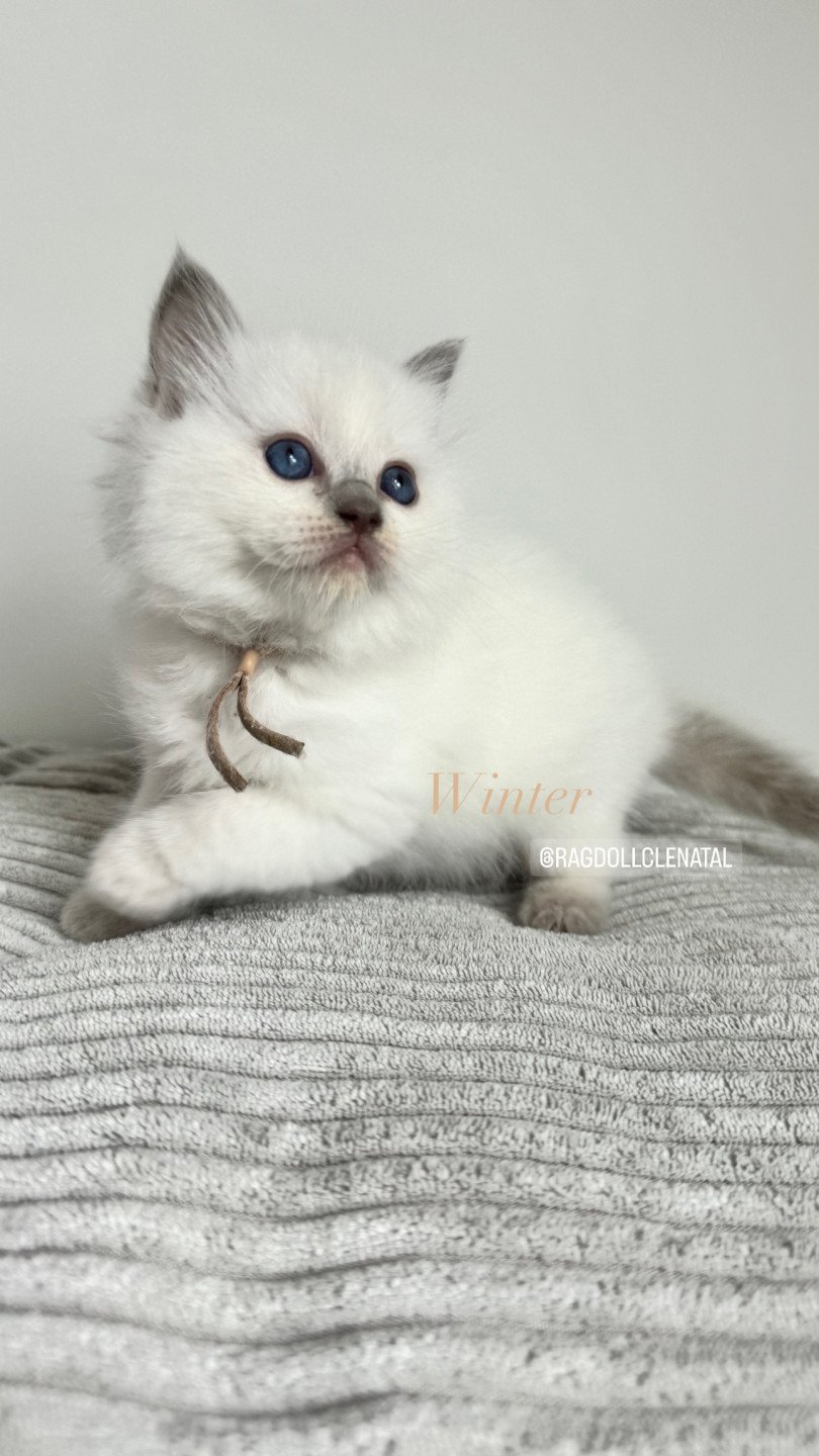 chaton Ragdoll lilac point Winter La Chatterie de Clénatal