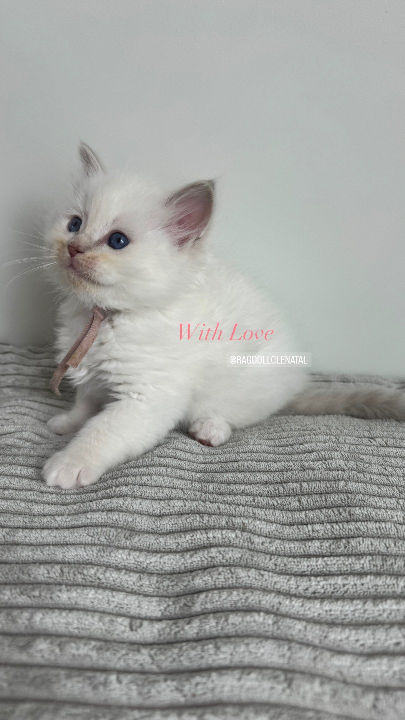 chaton Ragdoll lilac tabby point mitted With Love La Chatterie de Clénatal
