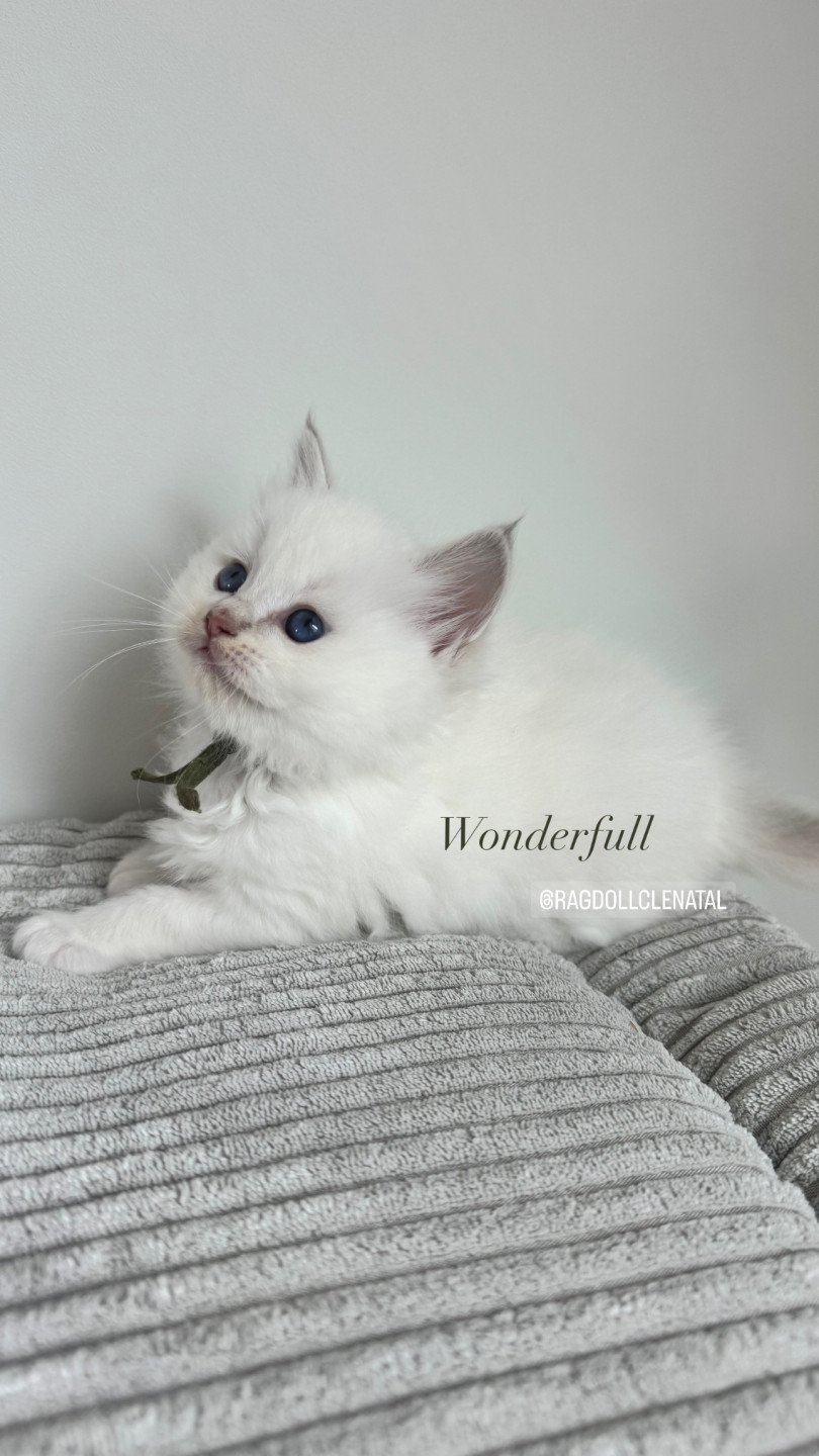 chaton Ragdoll lilac tabby point mitted Wonderfull La Chatterie de Clénatal