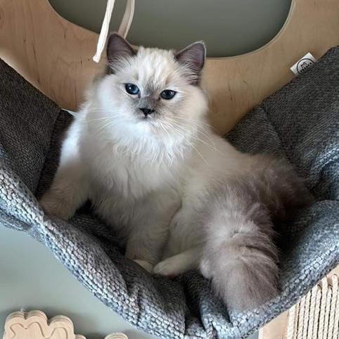 chat-ragdoll