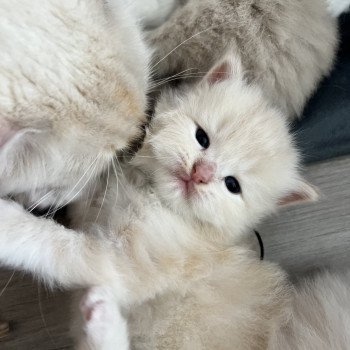 chaton Ragdoll La Chatterie de Clénatal