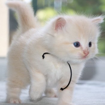 chaton Ragdoll La Chatterie de Clénatal