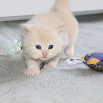 chaton Ragdoll La Chatterie de Clénatal