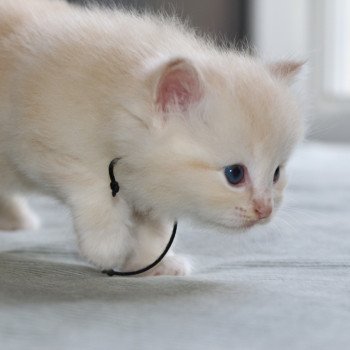 chaton Ragdoll La Chatterie de Clénatal