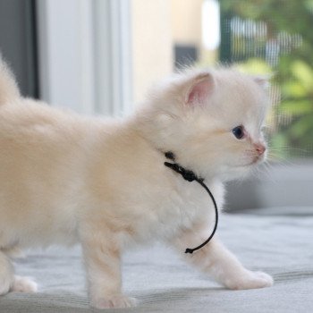 chaton Ragdoll La Chatterie de Clénatal