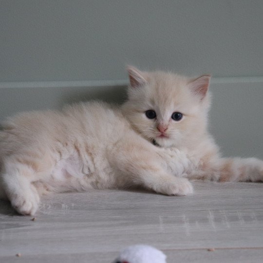 Ultimo de Clénatal Mâle Ragdoll