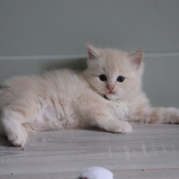 chaton Ragdoll La Chatterie de Clénatal