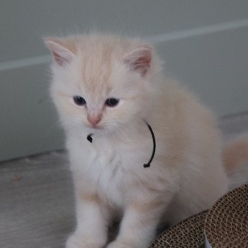 chaton Ragdoll La Chatterie de Clénatal