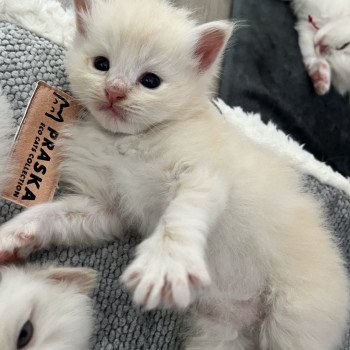 chaton Ragdoll La Chatterie de Clénatal