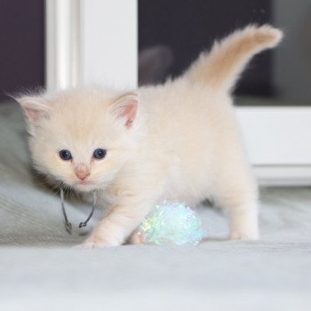 chaton Ragdoll La Chatterie de Clénatal