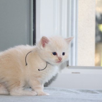 chaton Ragdoll La Chatterie de Clénatal