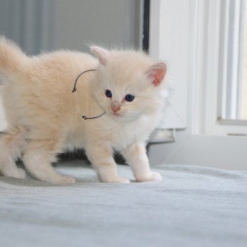 chaton Ragdoll La Chatterie de Clénatal