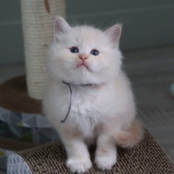 chaton Ragdoll La Chatterie de Clénatal