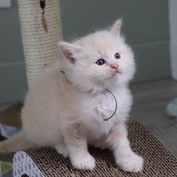 chaton Ragdoll La Chatterie de Clénatal