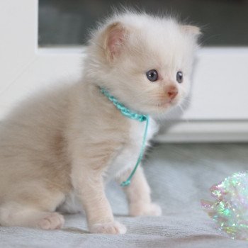 chaton Ragdoll La Chatterie de Clénatal