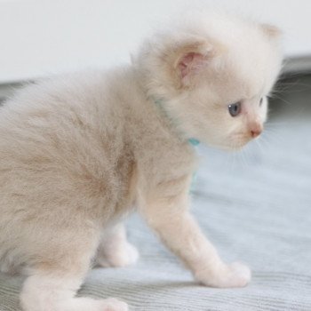 chaton Ragdoll La Chatterie de Clénatal