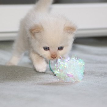 chaton Ragdoll La Chatterie de Clénatal