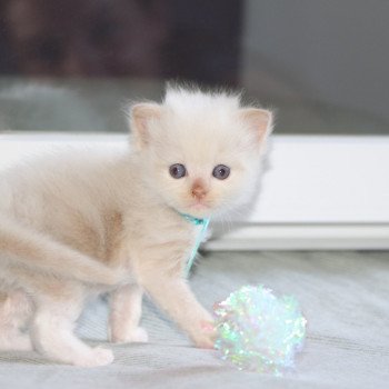 chaton Ragdoll La Chatterie de Clénatal