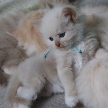 chaton Ragdoll La Chatterie de Clénatal