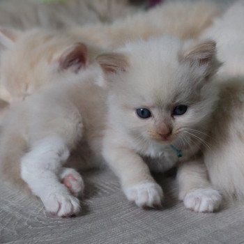 chaton Ragdoll La Chatterie de Clénatal