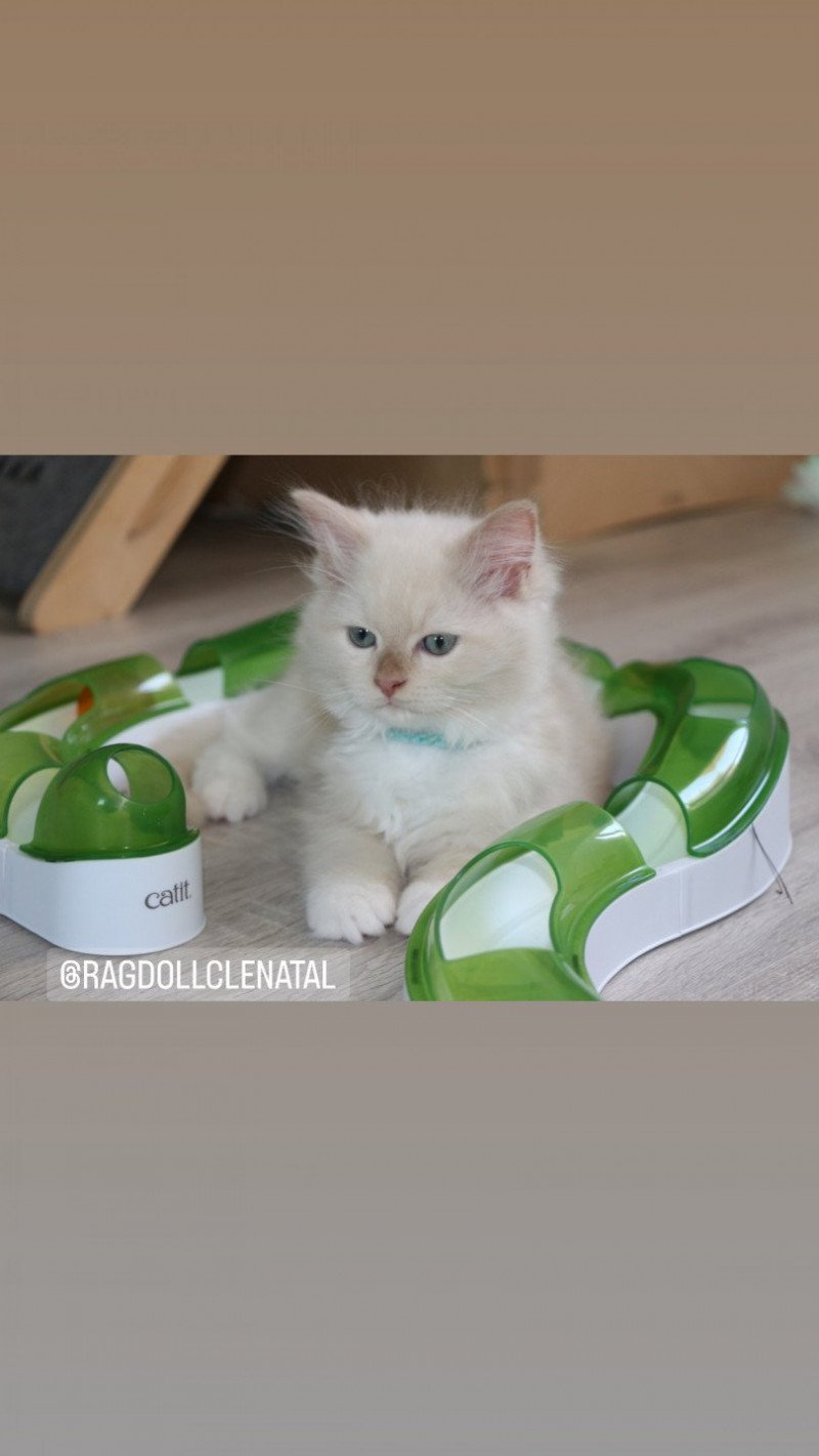 UNYK de Clénatal Mâle Ragdoll