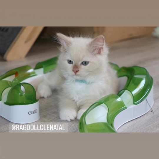 UNYK de Clénatal Mâle Ragdoll