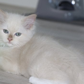 chaton Ragdoll cinnamon sepia mitted UNYK La Chatterie de Clénatal