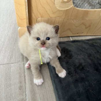 chaton Ragdoll La Chatterie de Clénatal