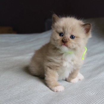 chaton Ragdoll La Chatterie de Clénatal