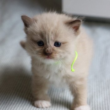 chaton Ragdoll La Chatterie de Clénatal