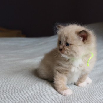 chaton Ragdoll La Chatterie de Clénatal