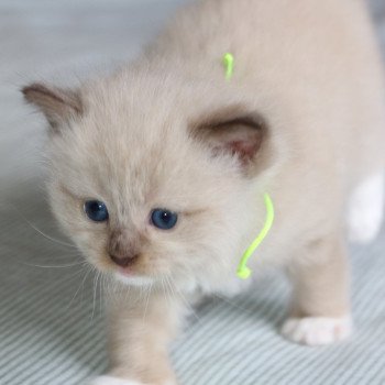 chaton Ragdoll La Chatterie de Clénatal