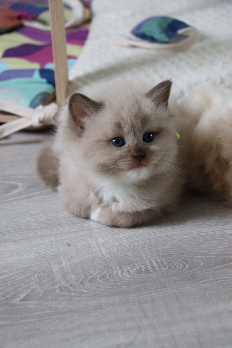 U'Milo de Clénatal Mâle Ragdoll