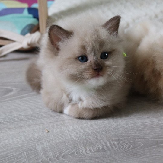 U'Milo de Clénatal Mâle Ragdoll