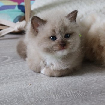 chaton Ragdoll La Chatterie de Clénatal