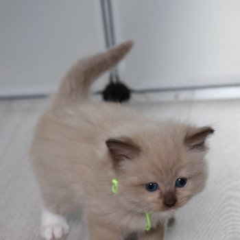 chaton Ragdoll La Chatterie de Clénatal