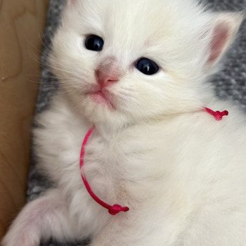 chaton Ragdoll La Chatterie de Clénatal