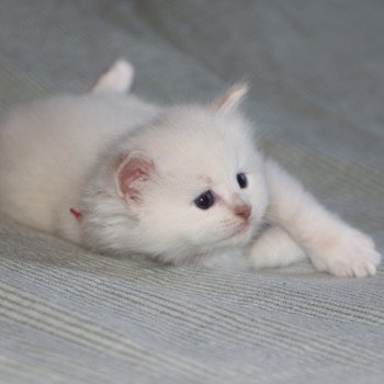 chaton Ragdoll La Chatterie de Clénatal