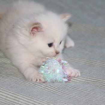 chaton Ragdoll La Chatterie de Clénatal