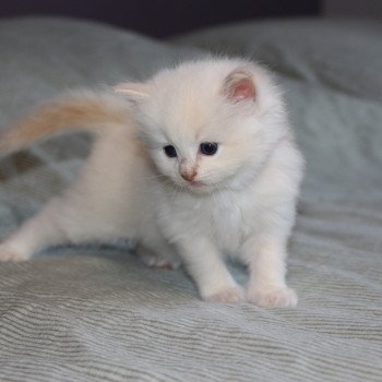 chaton Ragdoll La Chatterie de Clénatal